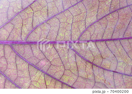 紫蘇の葉脈 紫蘇の葉脈 70400200
