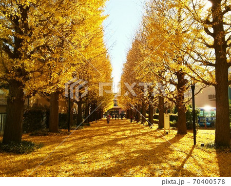 黄葉のイチョウ並木（昭島市） 70400578