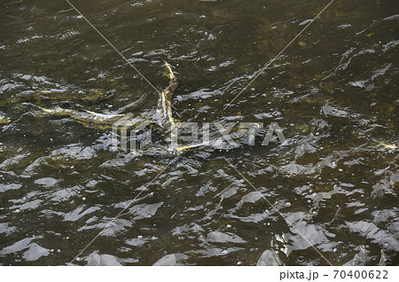 サケの遡上 70400622