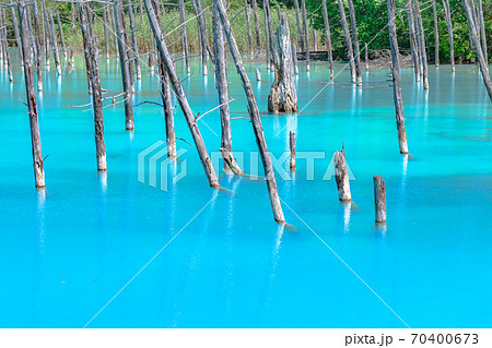 青池、青い池、コバルトブルー、富良野、北海道、美瑛. 、快晴、青空、新緑 70400673