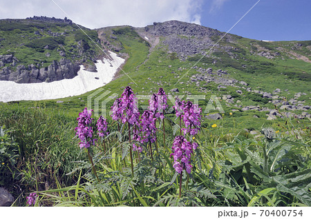 ヨツバシオガマ（北海道・大雪山） 70400754