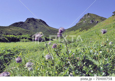 ミヤマサワアザミ（北海道・知床） 70400758
