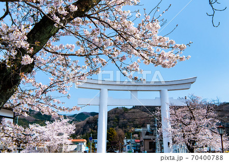 埼玉県長瀞町　宝登山神社の一の鳥居（参道の満開の桜） 70400788
