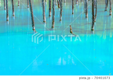 青池、青い池、コバルトブルー、富良野、北海道、美瑛. 、快晴、青空、新緑 青池、青い池、コバルトブルー、富良野、北海道、美瑛. 、快晴、青空、新緑 70401073