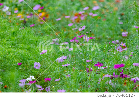 美しい秋の花 美しい秋の花 70401127