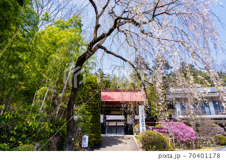 埼玉県長瀞町　玉泉寺（山門前のシダレザクラ） 70401178