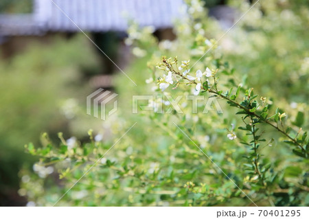 白萩の花 白萩の花 70401295