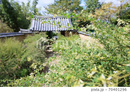 白萩の花 白萩の花 70401296