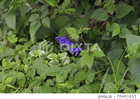 庭の花壇に咲くサルビア・ガラチニカの紫色の花 70401415