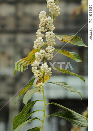 植物 7017 ソウル市 70401689