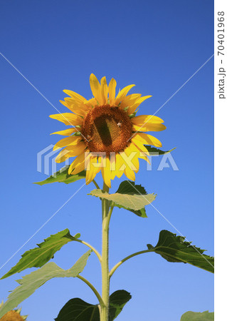 花 黄色の花 ヒマワリの種 70401968