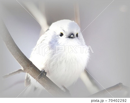 シマエナガ シマエナガ 70402292