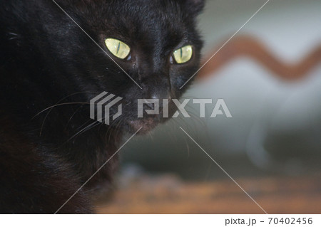 the homeless cats on the city street at hong kong 70402456