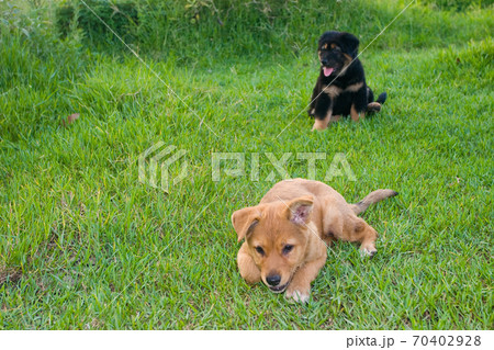 24 May 2007 Portrait of puppy breed chinese 24 May 2007 Portrait of puppy breed chinese 70402928