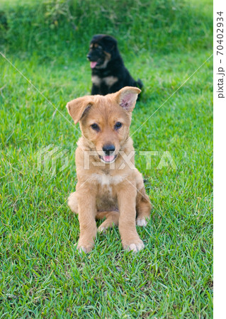 24 May 2007 Portrait of puppy breed chinese 24 May 2007 Portrait of puppy breed chinese 70402934