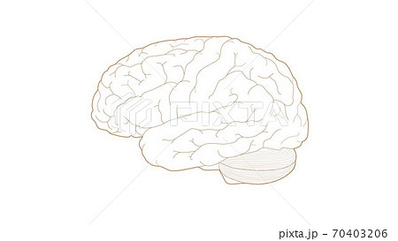 人間の脳の線画 解剖 ベクター画像 のイラスト素材