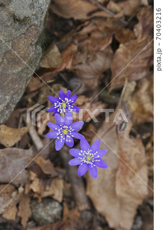 花 紫 春の花 70403216