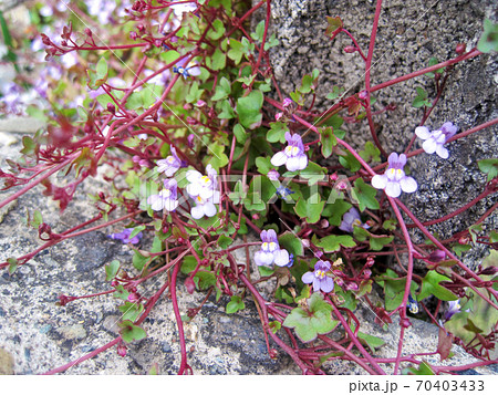 ツタバウンラン ツタバウンラン 70403433