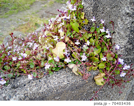 ツタバウンラン ツタバウンラン 70403436