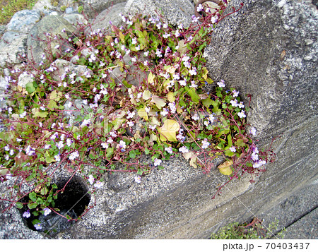 ツタバウンラン ツタバウンラン 70403437