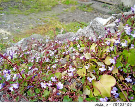 ツタバウンラン 70403439