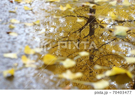 イチョウの落ち葉 イチョウの落ち葉 70403477