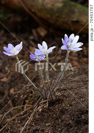 花 クローズアップ 春の花 70403707