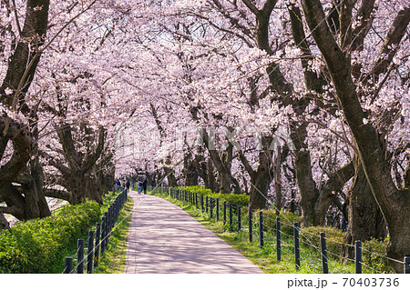 権現堂桜堤 権現堂桜堤 70403736
