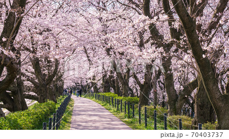 権現堂桜堤 70403737