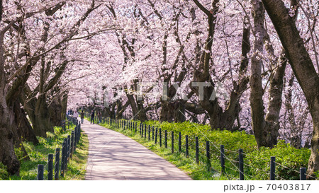 権現堂桜堤 権現堂桜堤 70403817