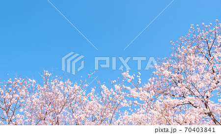 桜と青空（権現堂桜堤にて） 70403841