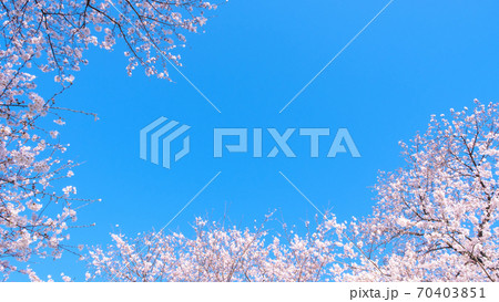 桜と青空(権現堂桜堤にて) 桜と青空(権現堂桜堤にて) 70403851
