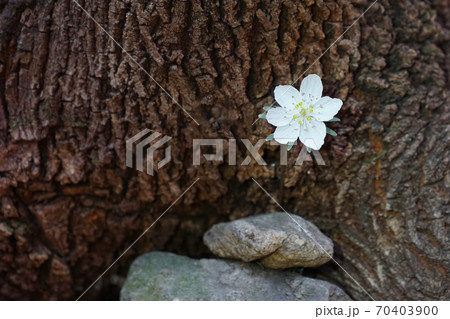 花 白 白色 70403900