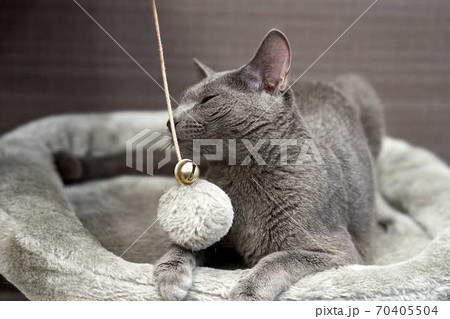 ロシアンブルー 70405504