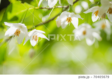 白いエゴノキの花のアップ 白いエゴノキの花のアップ 70405679