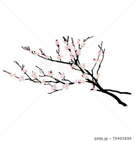 梅の花4のイラスト素材