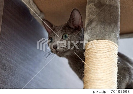 ロシアンブルー 70405698