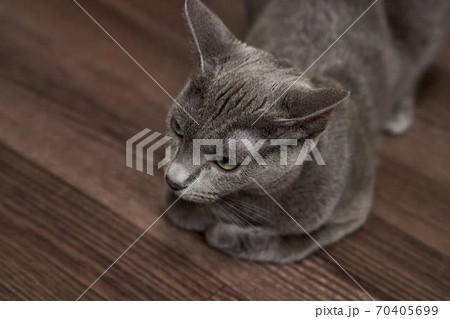 ロシアンブルー猫の写真素材