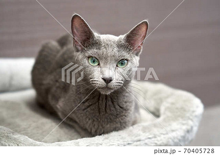 ロシアンブルー猫の写真素材