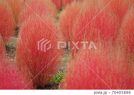 奈良・馬見丘陵公園のコキア9 70405889