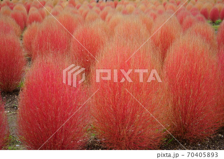 奈良・馬見丘陵公園のコキア13 奈良・馬見丘陵公園のコキア13 70405893