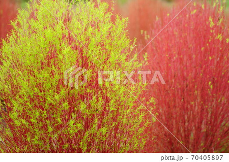 奈良・馬見丘陵公園のコキア17 70405897