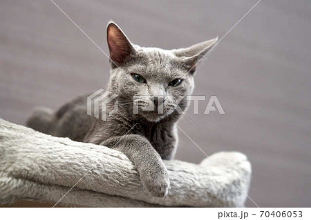ロシアンブルー猫の写真素材