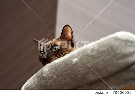 猫トンキニーズ 猫トンキニーズ 70406056