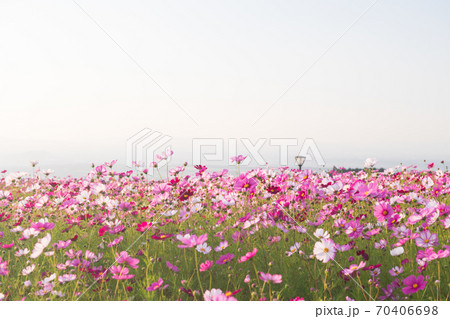 青い秋空の阿蘇の草原に咲き誇るコスモスの花 青い秋空の阿蘇の草原に咲き誇るコスモスの花 70406698
