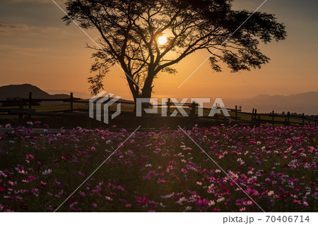 青い秋空の阿蘇の草原に咲き誇るコスモスの花 青い秋空の阿蘇の草原に咲き誇るコスモスの花 70406714