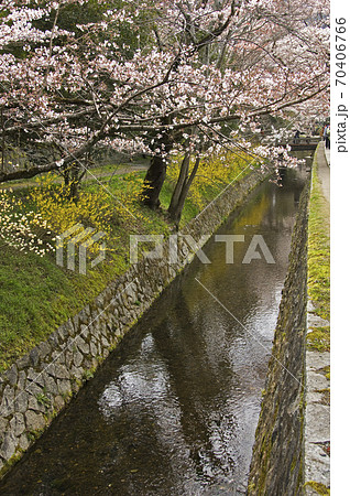 京都の哲学の道 京都の哲学の道 70406766