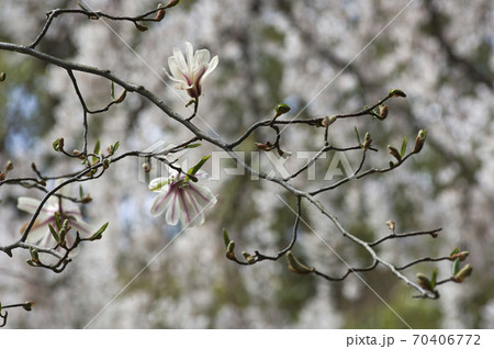 春に白い花を咲かせるコブシの写真素材