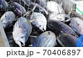 カツオの水揚げ 70406897
