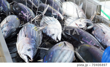 カツオの水揚げ 70406897